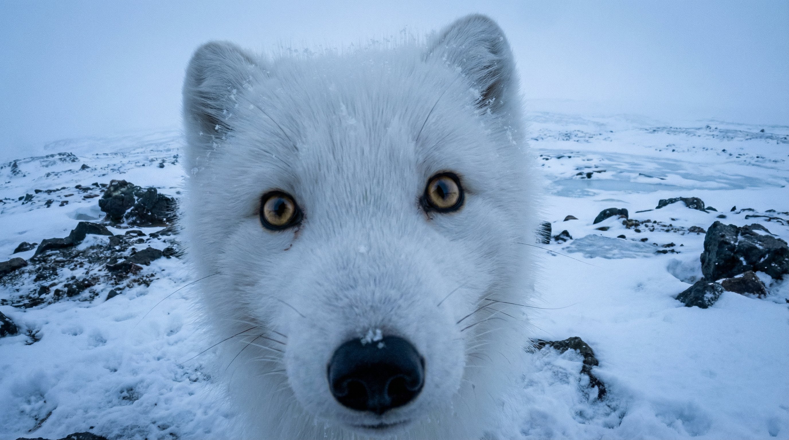 High-Definition Wildlife POV Photography